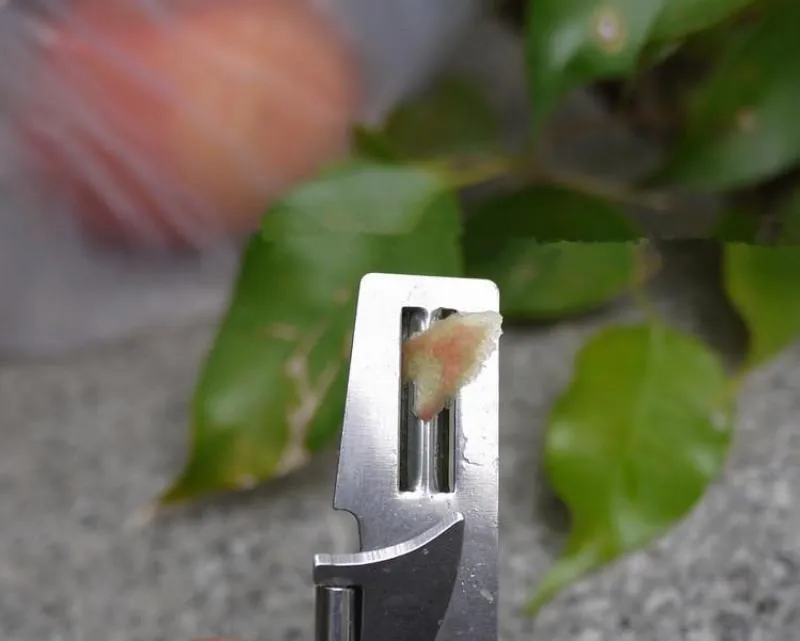 Multi-function Mini Fruit Knife